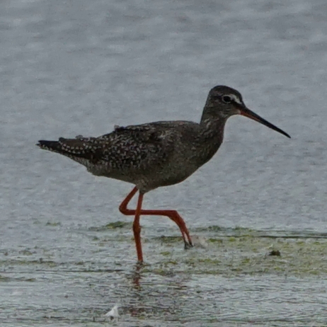 welke vogel is dit ?